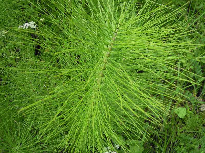 Equisetum cfr. telmateja